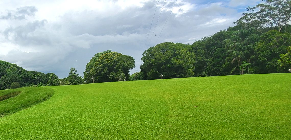 A large field of high-quality and premium turfs