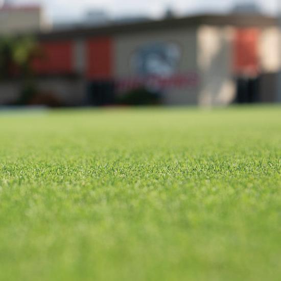 Primo Zoysia Grass installed on Dolphin Stadium