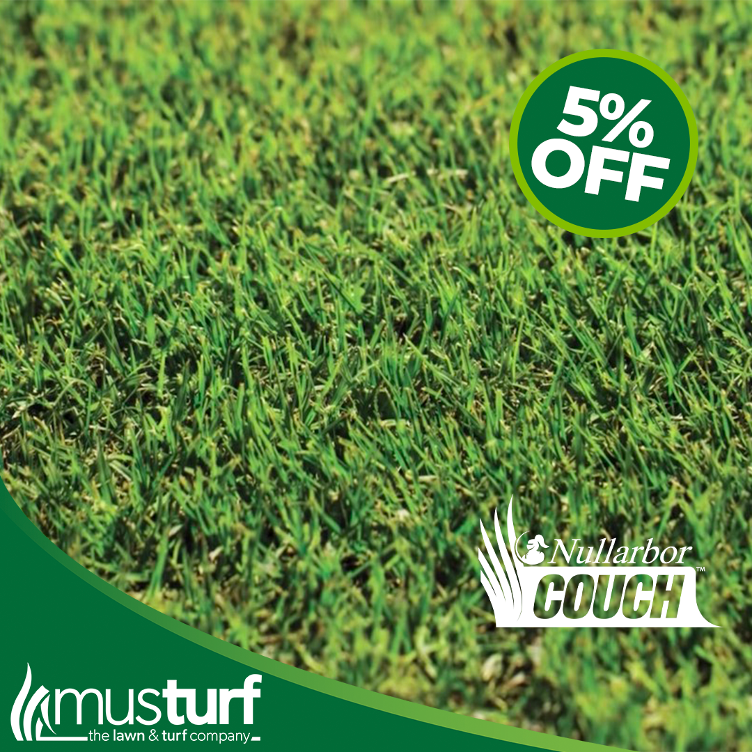 Nullarbor Couch Grass