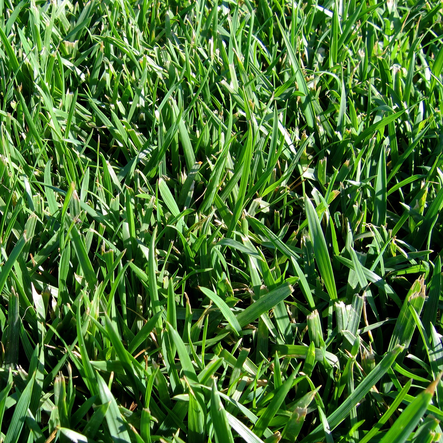 Close up photo of RTF Fescue Grass