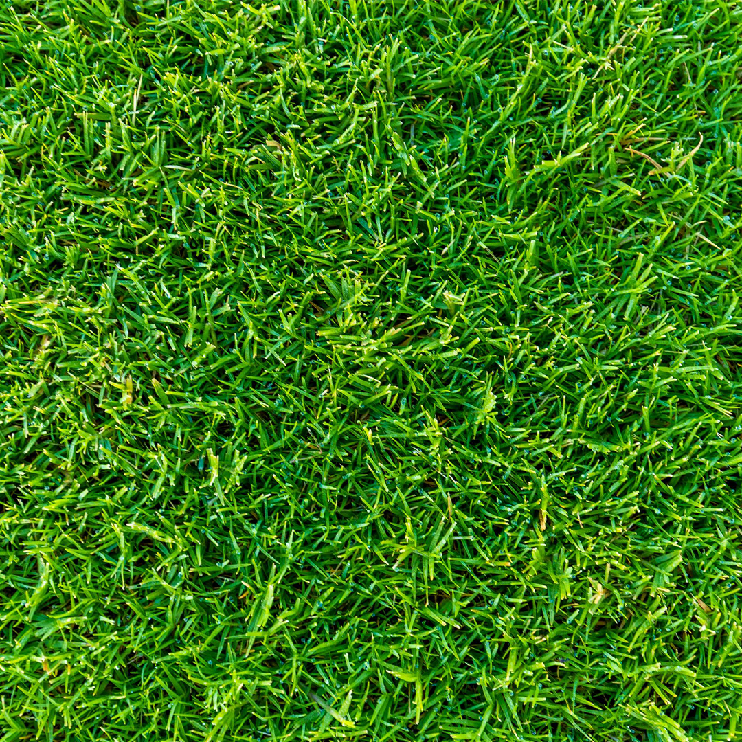 Sir Grange Zoysia Grass