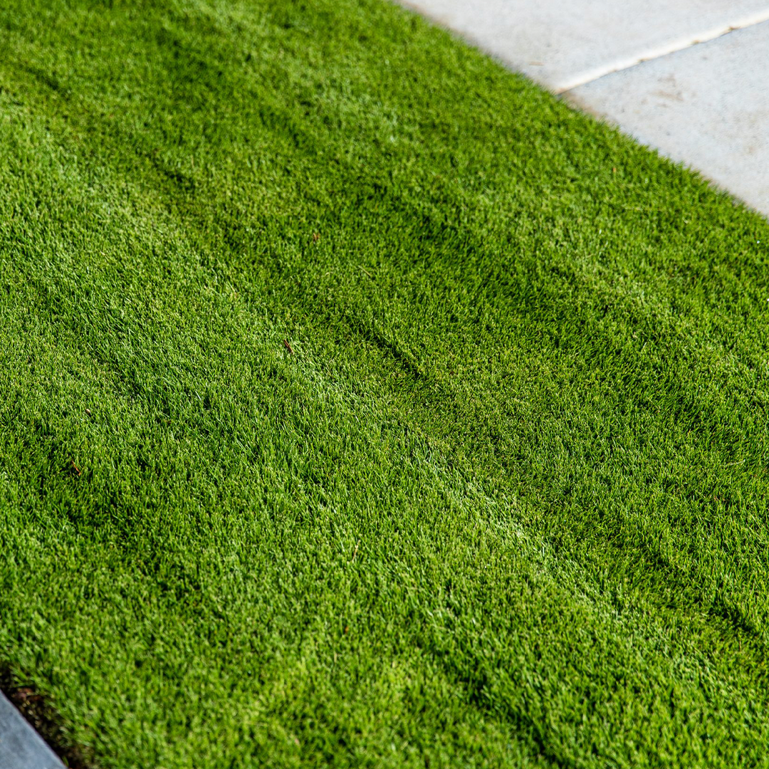 A sheet of Sir Grange Zoysia Grass