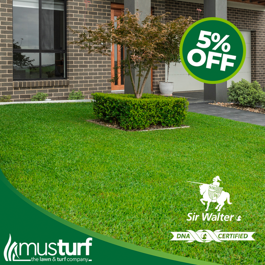 Sir Walter Buffalo Grass DNA Certified