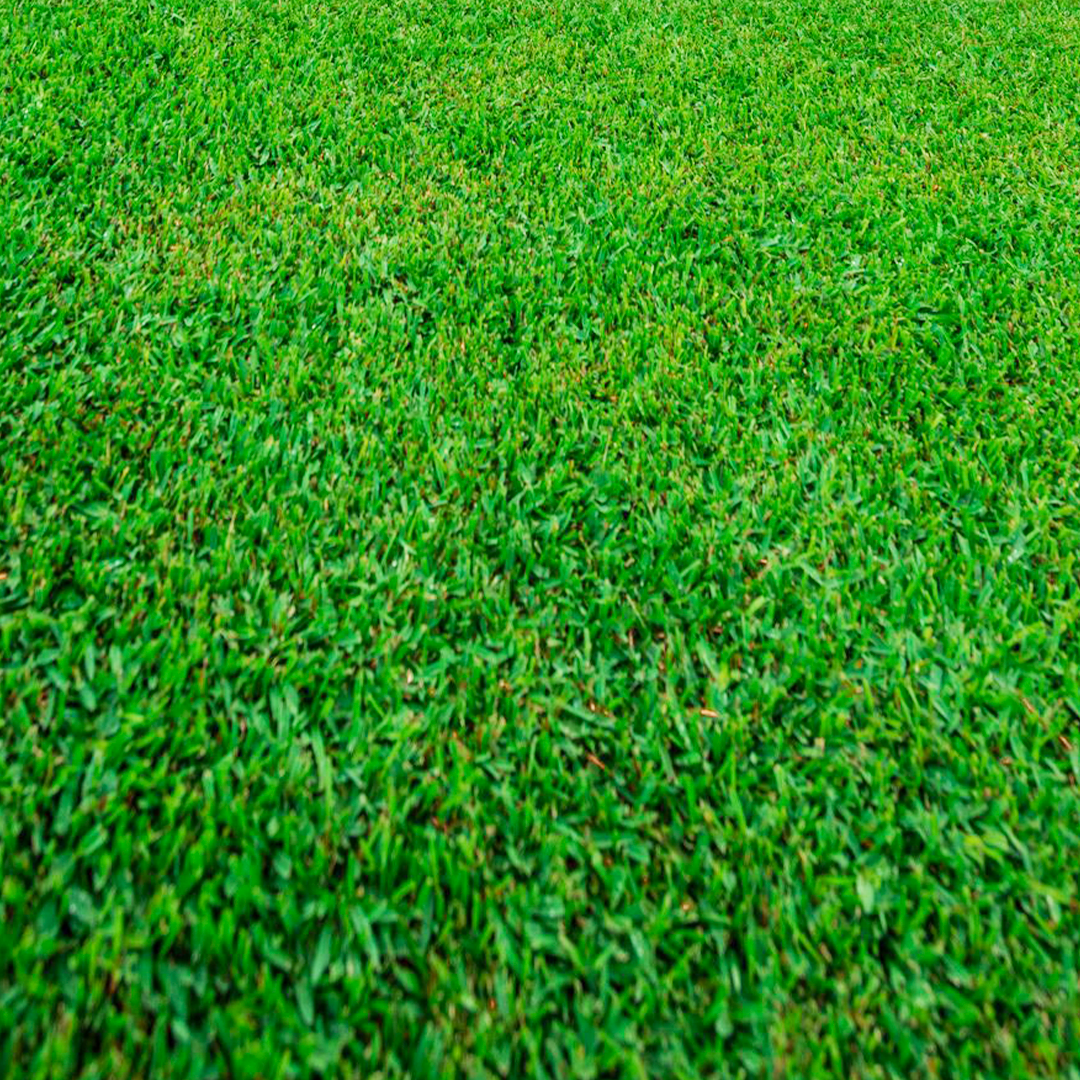 Close up image of Sir Walter Buffalo Grass DNA Certified