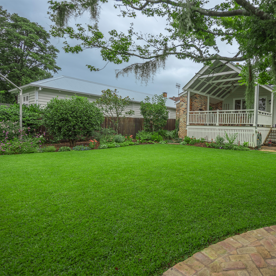 Sir Walter Buffalo Grass DNA Certified Installed on a residential property
