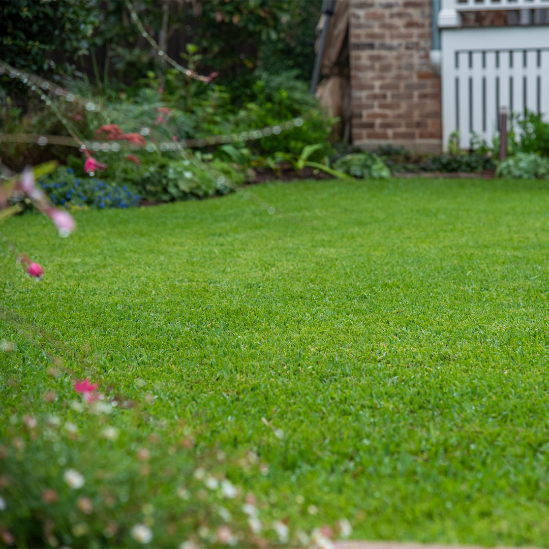 Sir Walter Buffalo Grass DNA Certified Installed on a Garden