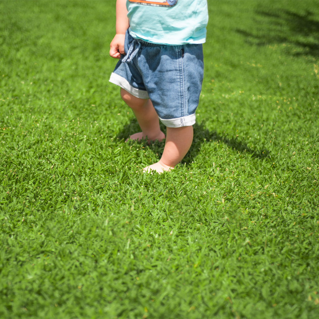 A toddler's feat stomp on a Sir Walter Buffalo Grass DNA Certified