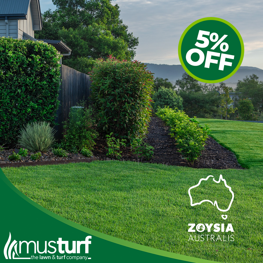 Zoysia Australis grass ideal for for landscapes