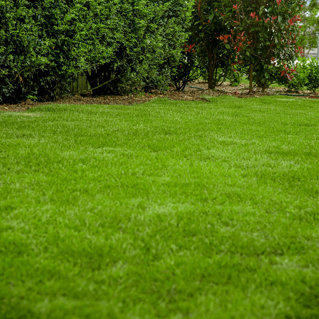 Zoysia Australis Grass installed on a residential garden