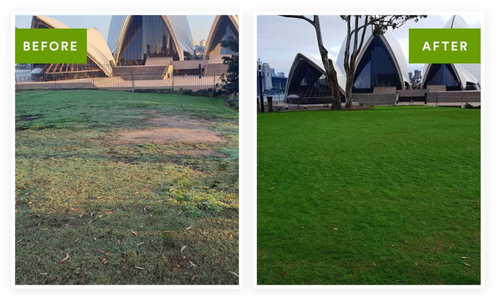 Turf Transformations before and after installation near Sydney Opera House