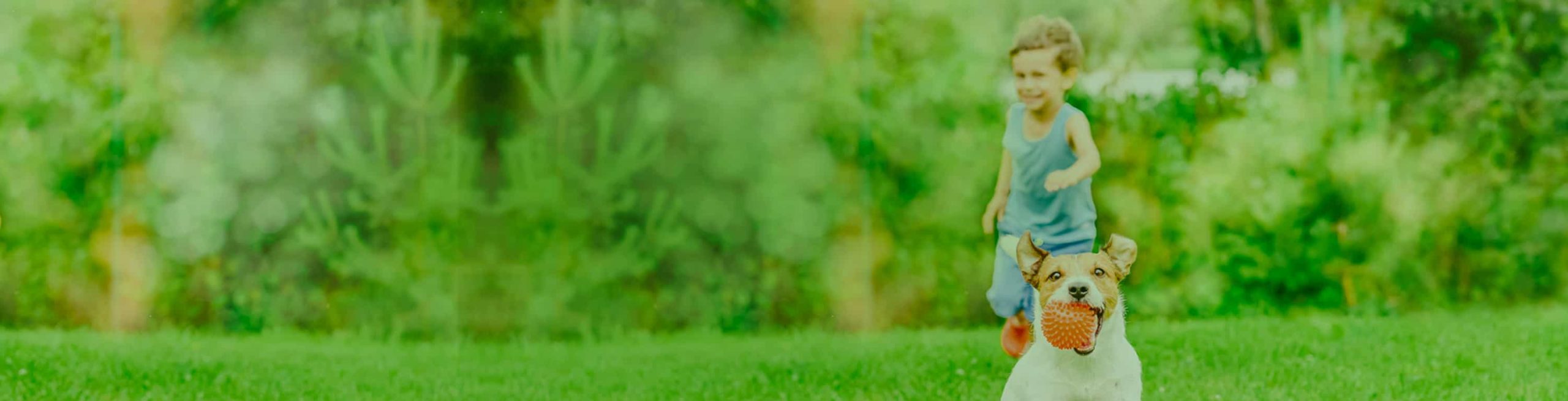 A toddler and a dog playing in the backyard