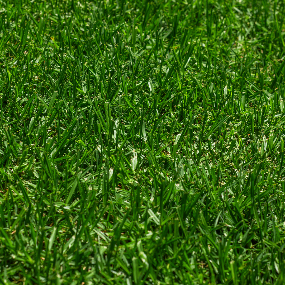 Close up image of Eureka Kikuyu Turf grass