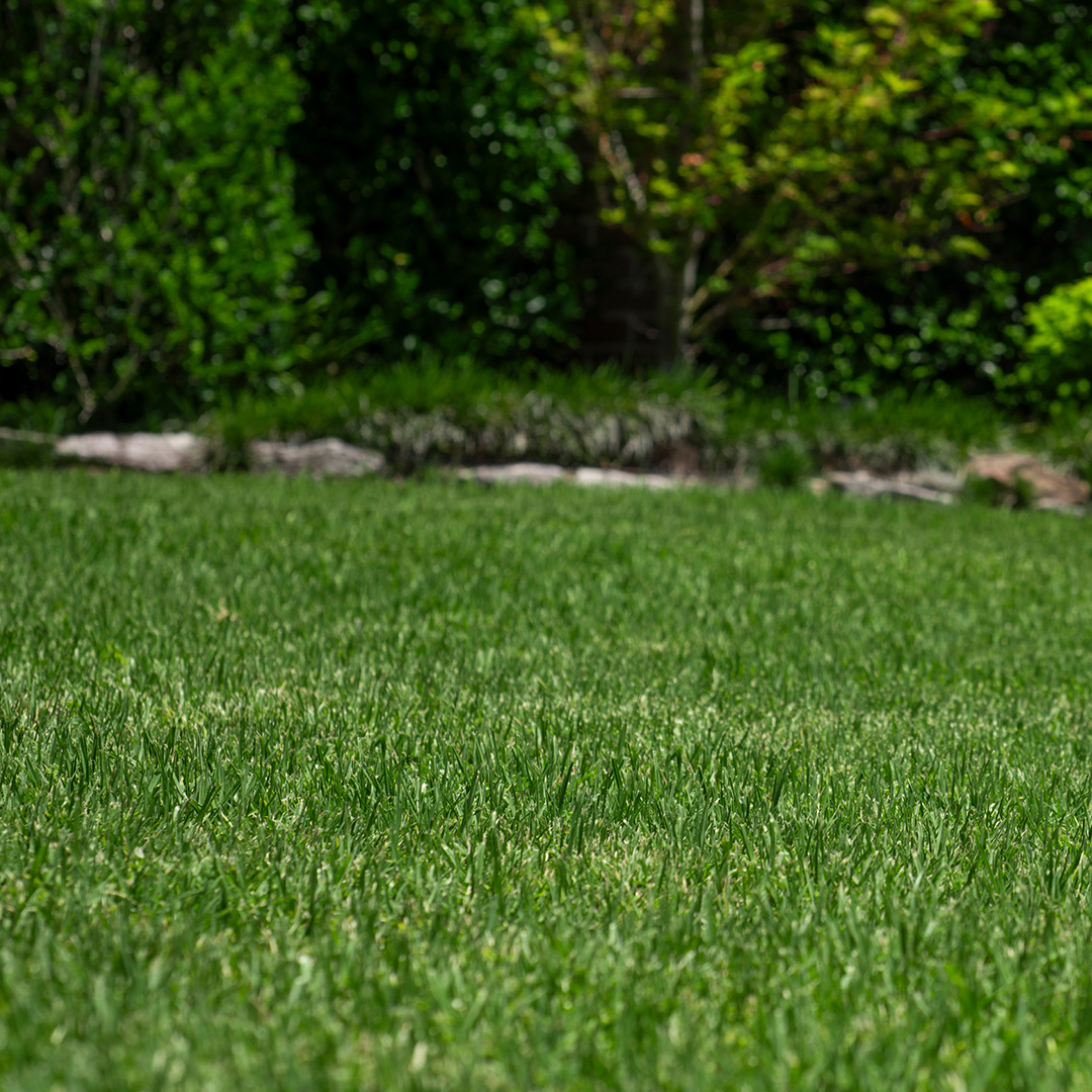 Eureka Kikuyu Turf grass