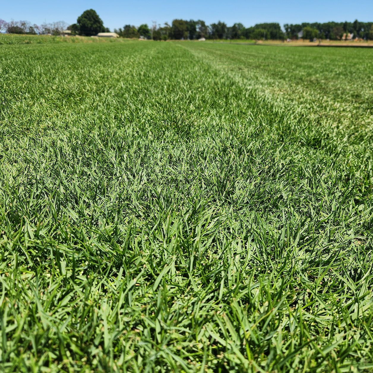 Close up image of New Horizon Paspalum Grass