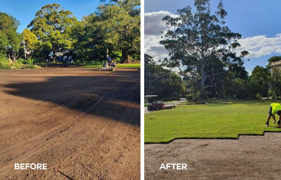Before & After Installation of TifTuf Grass at the Royal Botanic Garden