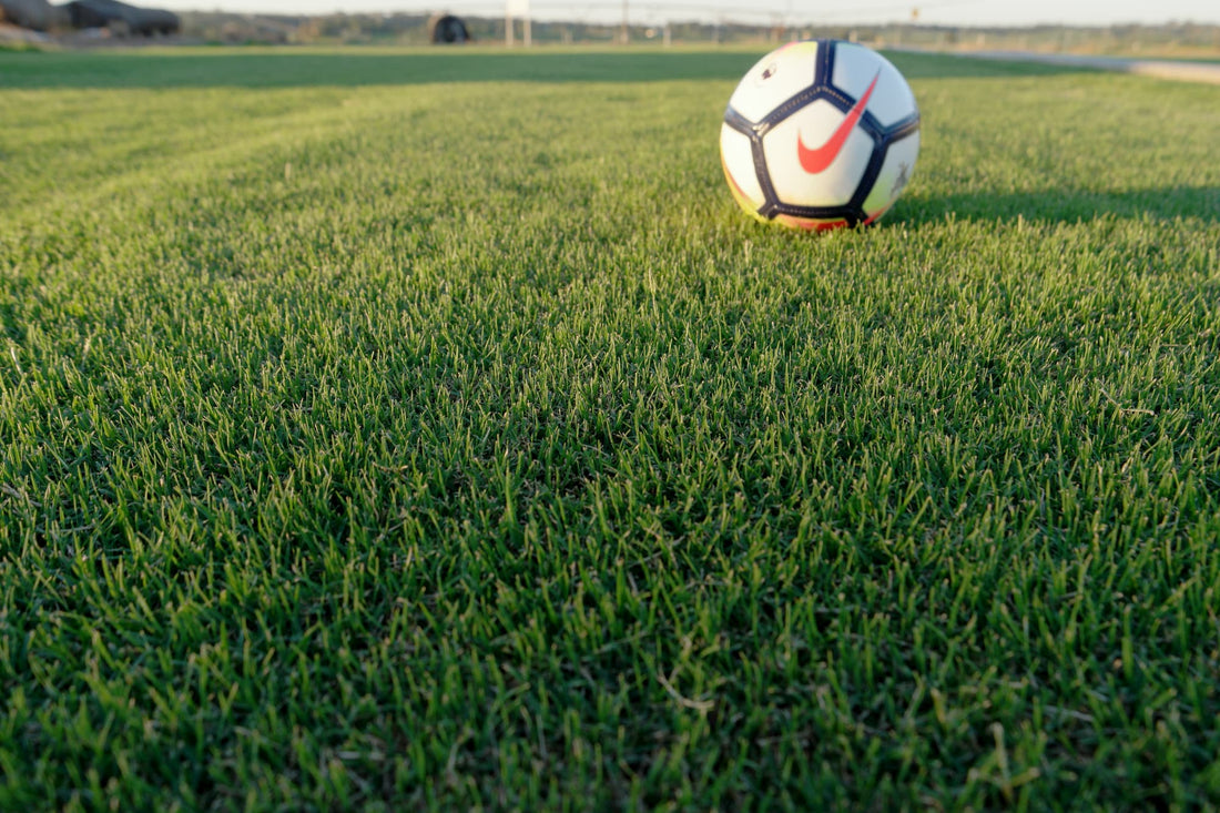 Why We Love TifTuf Hybrid Bermuda (And You Will Too)