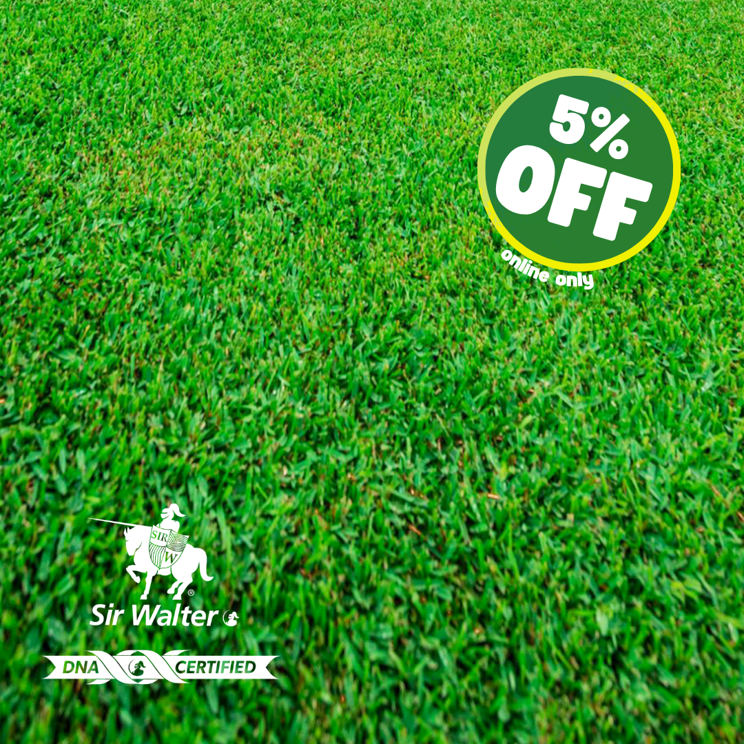 Sir Walter Buffalo DNA Certified