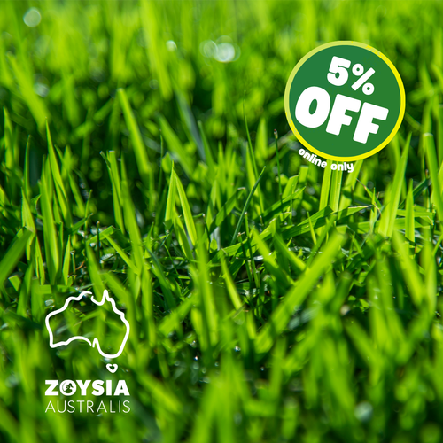 Zoysia Australis