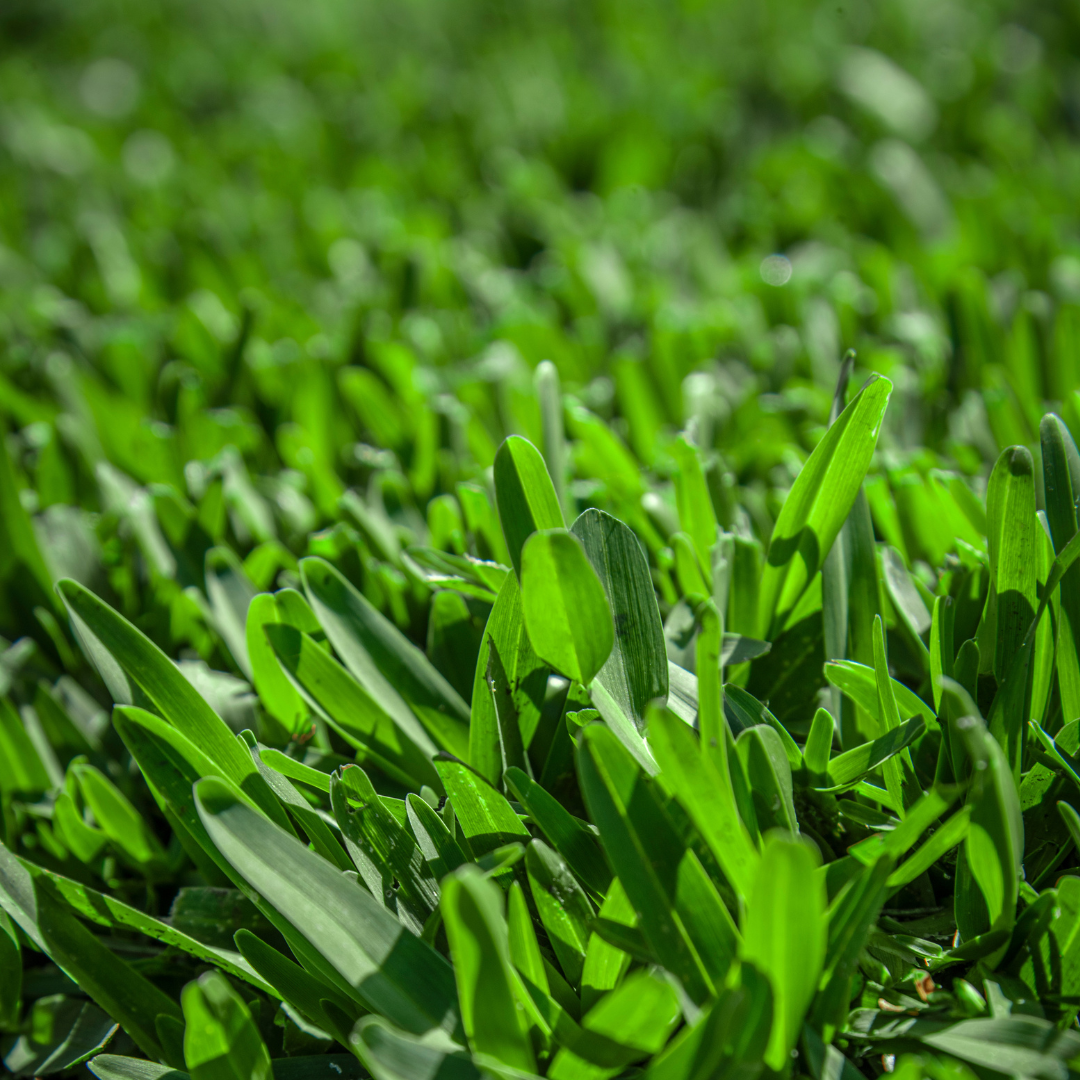 Stampede Hybrid Buffalo Grass