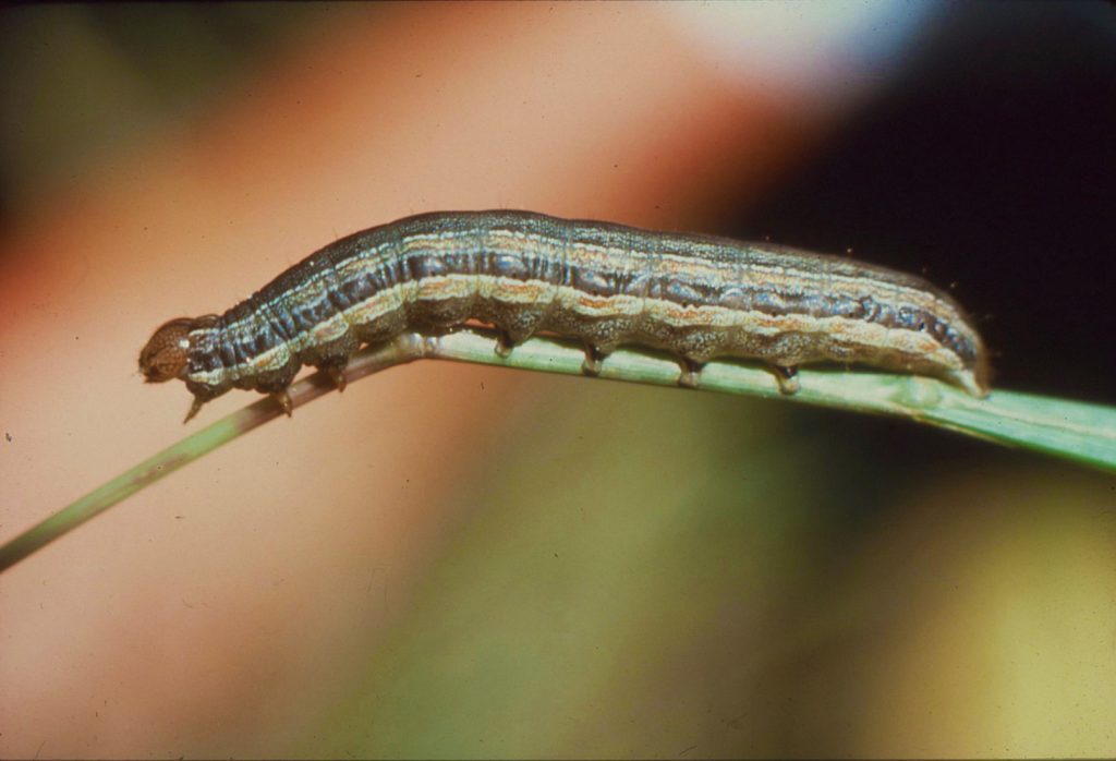 Armyworm resting on a leaf branch