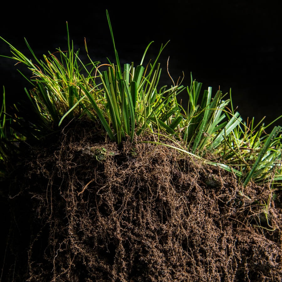 Detailed image of vibrant grass growing from the soil