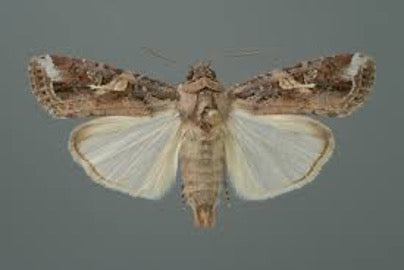A moth that turning to an Armyworm