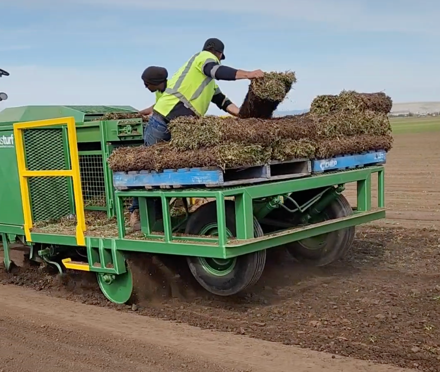 Turf Sprigging Method