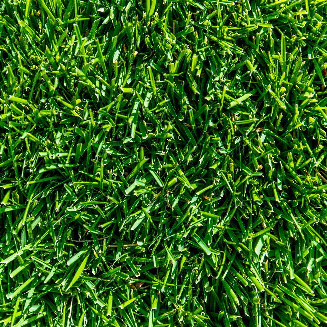 Close up image of TifTuf Bermuda Grass
