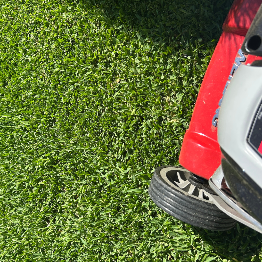 Stampede Hybrid Buffalo Grass