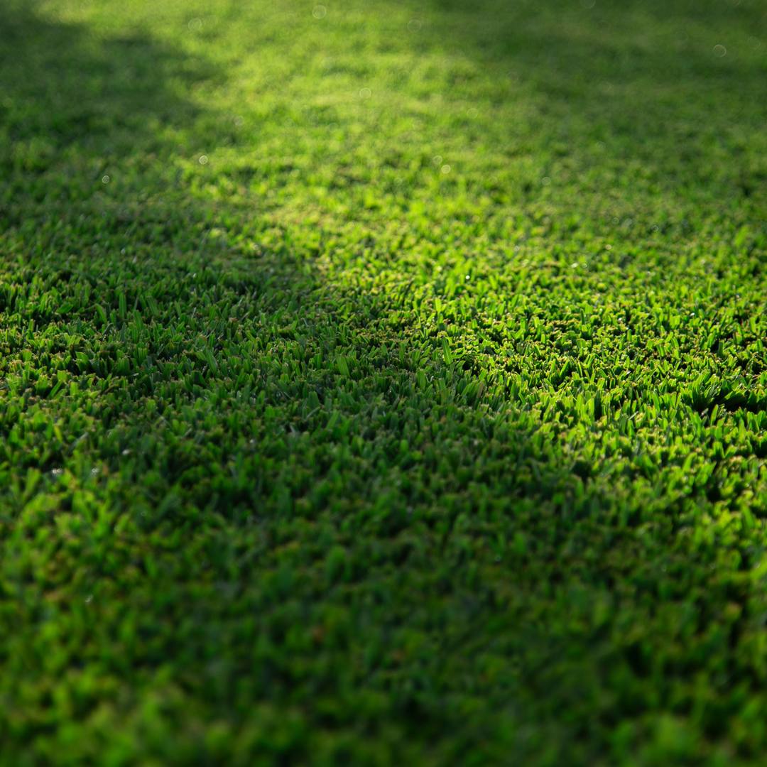 Stampede Hybrid Buffalo Grass