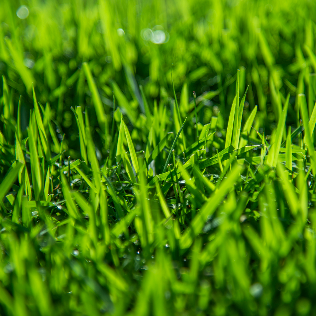 Close up image of Zoysia Australis grass