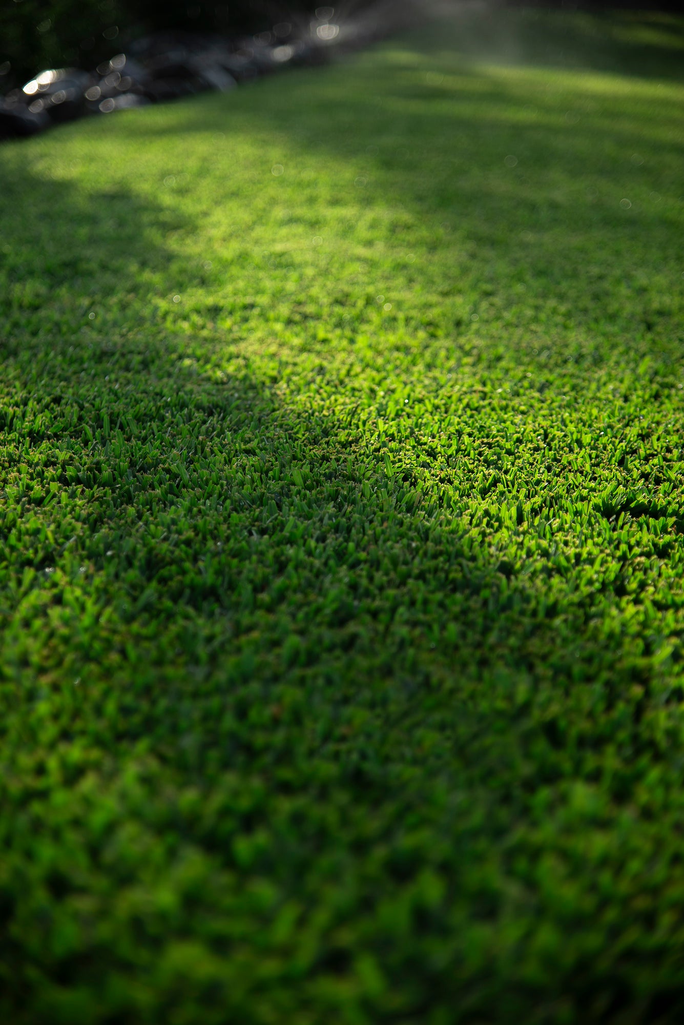 Stampede Hybrid Buffalo Grass
