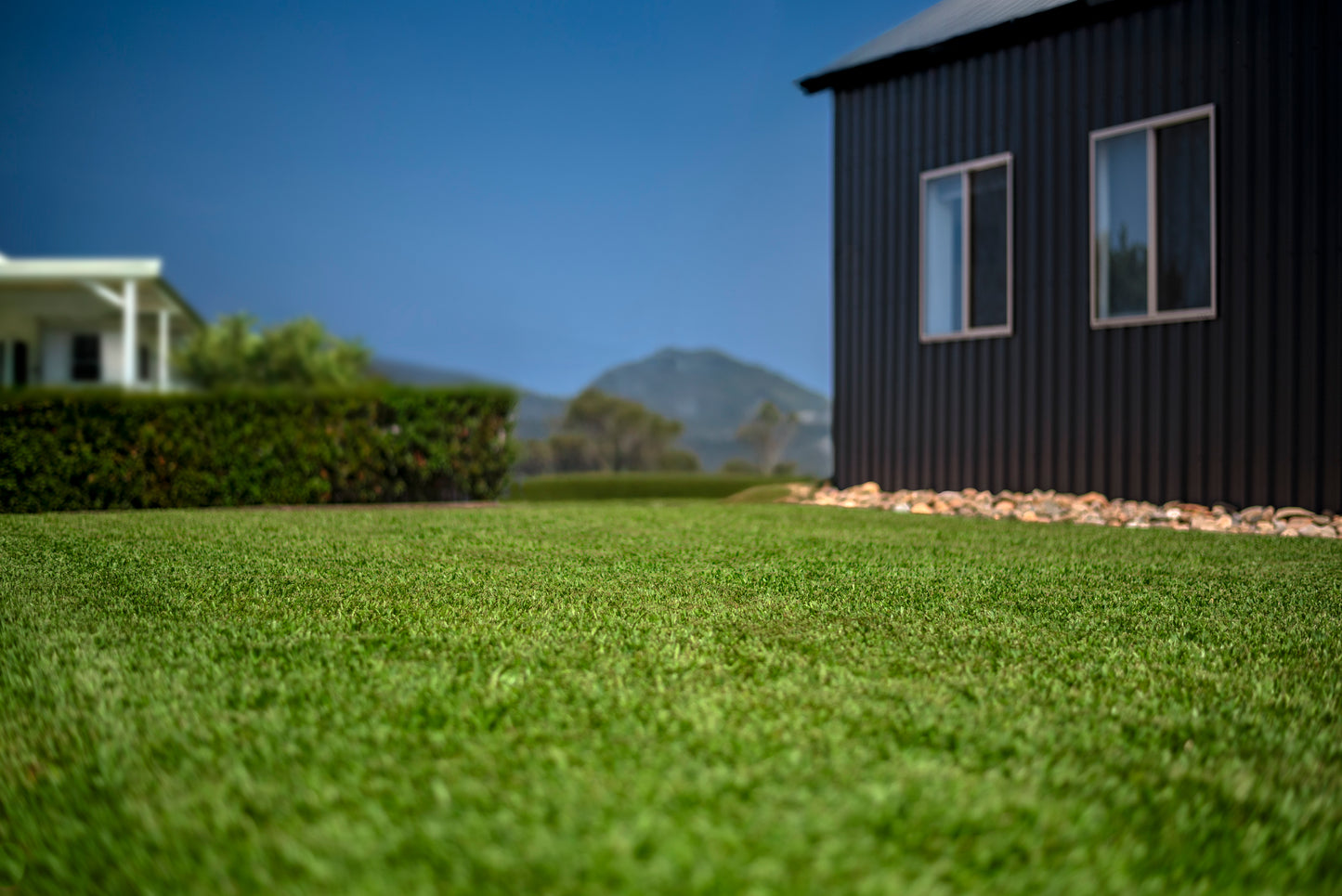 Stampede Hybrid Buffalo Grass