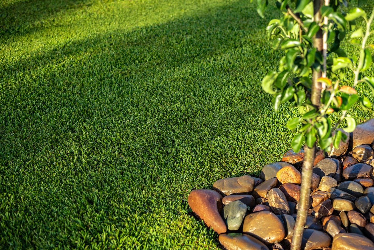Stampede Hybrid Buffalo Grass